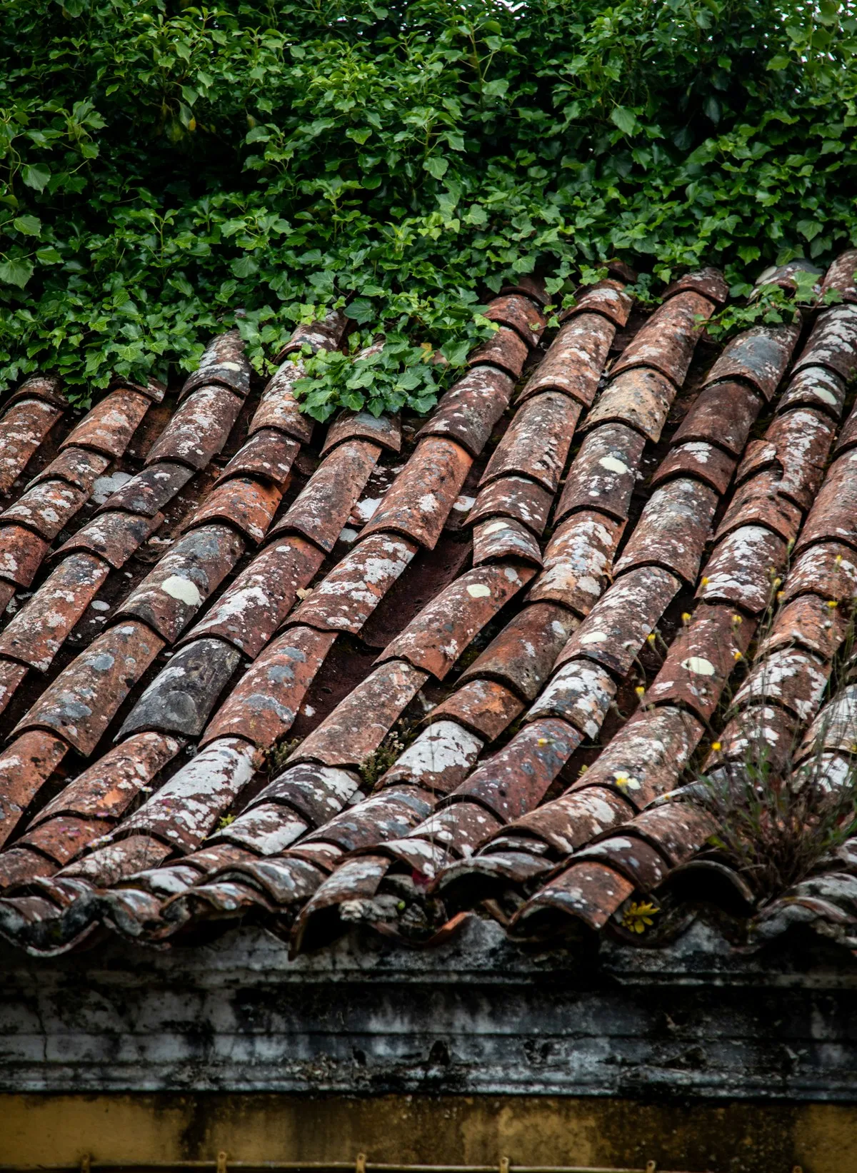 Old terracotta roof tiles overgrown with vines